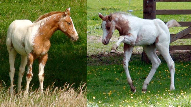 Appaloosa filly foals